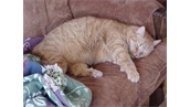 Mr RUFUS Elliot
