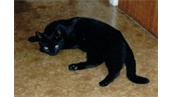 Zorro