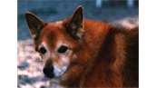 Pepi